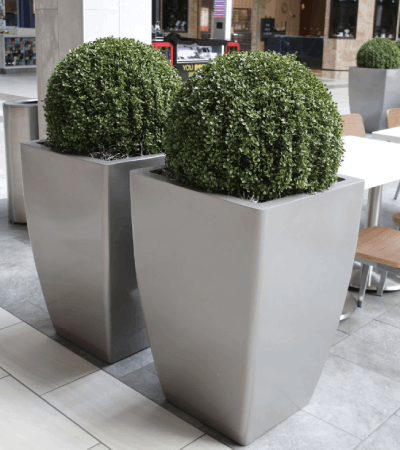 exterior boxwood topiary balls in boxwood foliages